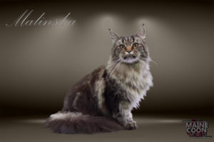 Chaton Maine Coon A Vendre Chatterie Du Maine Coon World