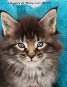 Chaton Maine Coon A Vendre Chatterie Du Maine Coon World