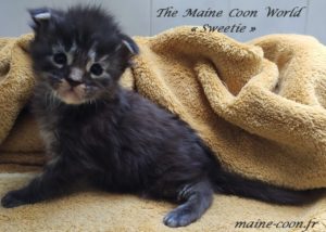 Chaton Maine Coon A Vendre Chatterie Du Maine Coon World